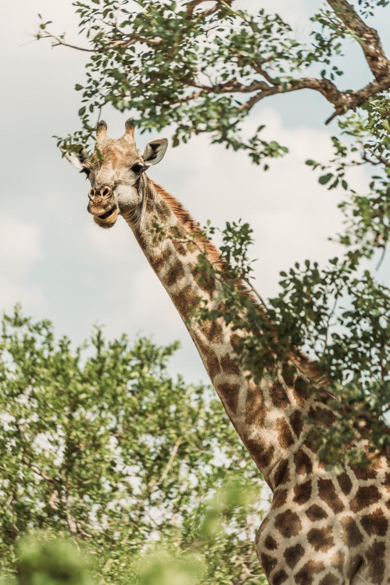 Maroelani Lodge- Greater Kruger Private Reserve Hoedspruit Exterior foto